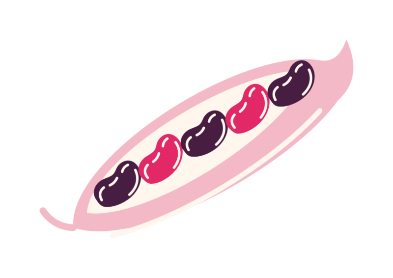Veg-Alp Bohnenhülse einzeln Illustration: offene Bohnenhülse mit Bohnen in Aubergine und Pink